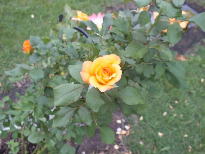  photo freddiemercurycemetary3_zps16fbb8e0.jpg